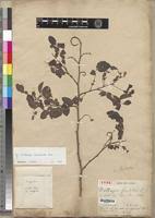 Image result for Dalbergia bracteolata