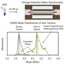 Image result for Gold 1997 AAV