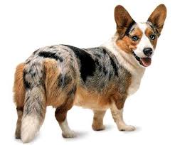 Corgi puppies cost between $600 and $2,000 to purchase if you are getting one from a breeder and the maintenance cost for corgis ranges between $100 and on the other hand, the maintenance cost for corgis ranges between $100 and $300 every month making them arguably among the most high. India Cardigan Welsh Corgi Breeders Grooming Dog Puppies Reviews Articles Muamat