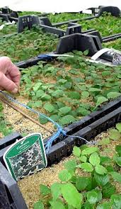 It is native to the united states, where it is endemic to the edwards plateau of texas. Clematis Cultivation And Breeding In Saxony Germany Interview