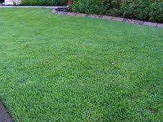 We did not find results for: 12 Best Empire Zoysia Sod Ideas Zoysia Sod Green Carpet Empire