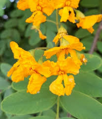 Image result for Tipuana