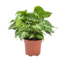 Image result for Syngonium podophyllum