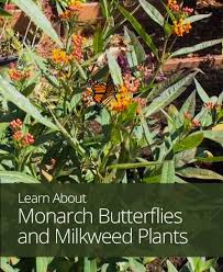 Monarch Butterflies And Milkweed Plants Monarch Butterfly Garden Milkweed Plant Butterfly Garden Plants