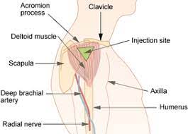 The needle goes into your muscle. Intramuscular Injection Wikipedia