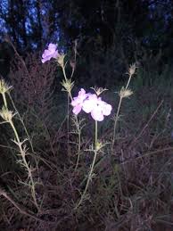 Image result for Cycnium recurvum