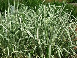 Image result for Phalaris