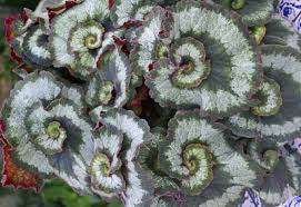 Image result for Begonia