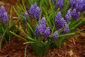 We did not find results for: Episode 20 Best Spring Flowering Bulbs Finegardening