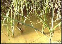 Image result for Cyperus laevigatus