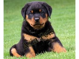 Rottweiler puppies pure breed guard dogs. Rottweiler Puppies Price In Chennai Rottweiler Puppies For Sale In Chennai