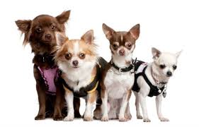 Smaller breed dogs usually only. How Many Puppys Can A Chihuahua Have