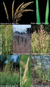 Image result for Phalaris