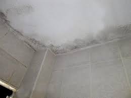 As such, molds play a very constructive role in the recycling of. Kill Black Mould How To Clean Mould Stop Mould Growing
