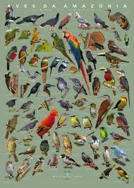 Birds Of North America Poster Amazon Bird Animals Amazon Amazonia Brasil Brazil Bird Pictures Pet Birds Bird Illustration