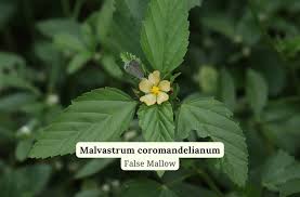 Image result for Malvastrum coromandelianum