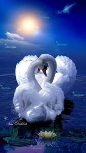 My name is lilah and i'm 19 :) it's my pleasure to share! Pin By Barry Lingham On Cisnes Creaciones Beautiful Birds Nature Quotes Beautiful Nature Pictures