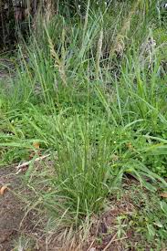Image result for Sporobolus pyramidalis