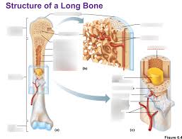 To know the structures of a synovial joint and a symphysis joint (intervertebral disc). Long Bone Structure Diagram Quizlet