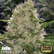 This strain is powerfully potent pot that delivers a burst of vigor to the brain, but then reverses polarity to become somewhat sedating. Critical Mass Auto Feminized Seeds Canuk Seeds True North Seed Bank