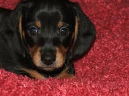 Round lake kennel is a small country kennel located in the. Dachshund Puppies In Georgia