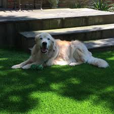 Our pet turf is designed to. Best Artificial Grass For Dogs Synthetic Grass Dfw