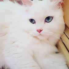 There, king olaf declared the wegie the official cat of norway. 9 Beautiful White Cats And Kittens