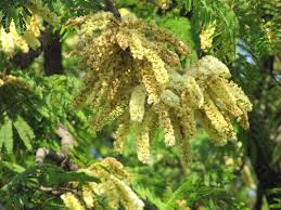 Image result for Acacia afra