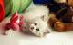 Kawaii Kitten Wallpaper