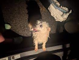 Who is the owner of the lost dog found in Flintstone, GA?