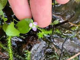 Image result for Mayacaceae