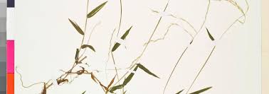 Image result for Microstegium fasciculatum