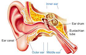 Ear Infection Middle Ear Symptoms Treatment Southern Cross Nz