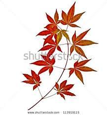 Japanese Maple Leaf On Branch Stock Photos Japanese Maple Leaf On Branch Stock Photography Japanese Maple L Leaf Photography Japanese Maple Maple Leaf Tattoo