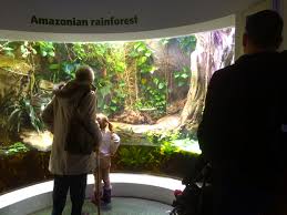 Horniman Amazon Paludarium Aquascape Aquarium Flat Screen