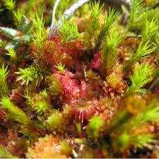Mix equal parts of sphagnum peat moss and perlite. Amazon Com Organic Earth Carnivorous Plant Soil Mix 1 Qt Organic Soil Carnivorous Plant Food Peat Moss And Perlite For Plants Terrarium Soil Pitcher Plant Soil Venus Fly