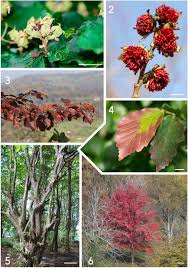 Image result for Astropanax