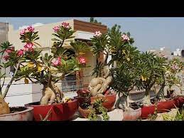 Pin On Gardening