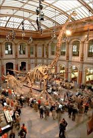 Tyrannosaurus Rex In Berlin Mitte Naturkundemuseum Rechnet Mit Massen Wegen T Rex Berlin Spree Berlin Fotos Ausflug