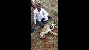 The leopard 2 evolution is a former armor upgrade package developed by german company ibd deisenroth engineering. Man Kills Leopard With Bare Hands To Protect Wife Daughter In India
