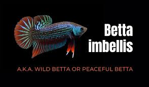 Betta Imbellis Care Guide The Cresent Or Peaceful Betta