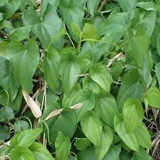 Image result for Dioscorea dumetorum
