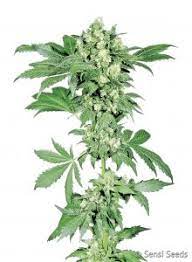 Sensi seed bank are one of the oldest and longest established cannabis and marijuana seed producers. Sensi Seeds Buy Cannabis Seeds Online Amsterdam Seed Center