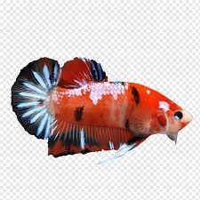Unduh sumber grafik gratis dalam bentuk png, eps, ai atau psd. Ikan Cupang Merah Ikan Trah Siam Berkembang Biak Latar Belakang Betta Hewan Oranye Hewan Peliharaan Png Pngwing