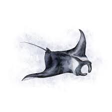 Check out our great posters, wall decals, photo prints, & wood wall art. Manta Ray Watercolor Print Ocean Nursery Art Tiny Toes Design
