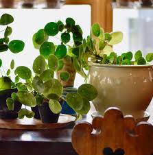 How To Propagate Pilea Peperomioides Tub To Table Recipe Pilea Peperomioides Chinese Money Plant Propagation