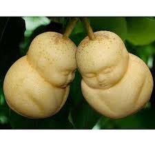 �������� �� ������� narilatha wiki