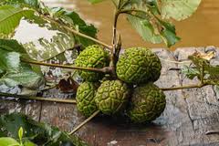 Image result for Myrianthus arboreus