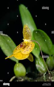 Image result for Bulbophyllum intertextum