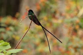 Black Bird With Two Long Tail Feathers 15 Birds With Spectacularly Fancy Tail Feathers Red Bill Birds Bird Species